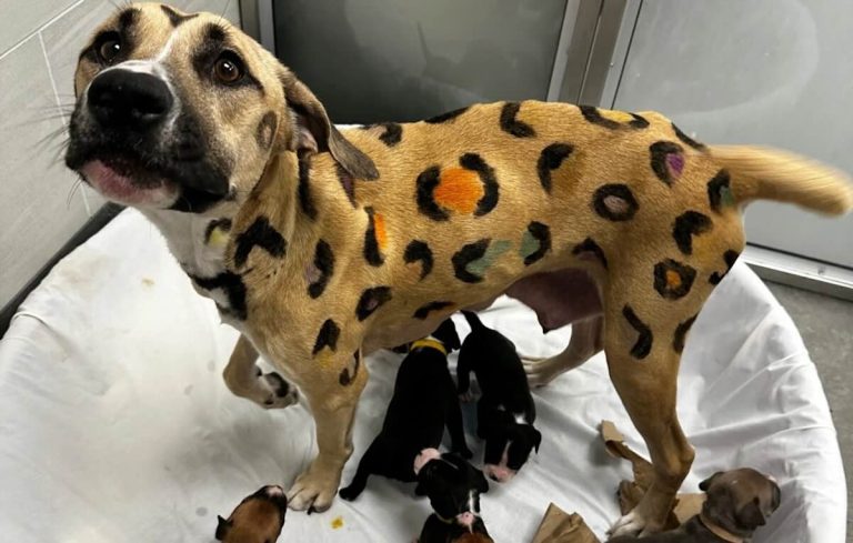 Rainbow-Dyed Mama Dog Left in Scorching Sun Rescued Alongside Her Puppies