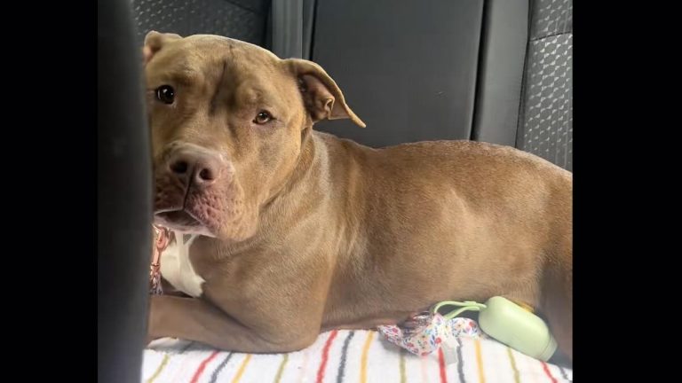 Ruby the pittie