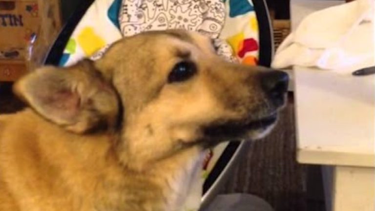Sweet Dog Talks To Crying Newborn Baby