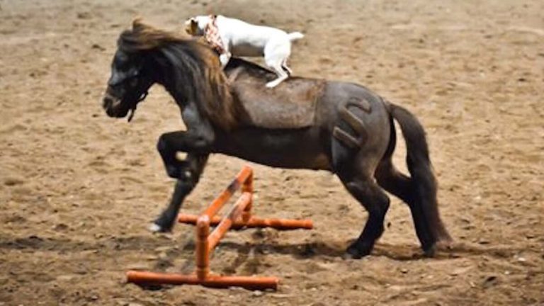 Rescued Dog And Miniature Horse Are Inseparable Best Friends
