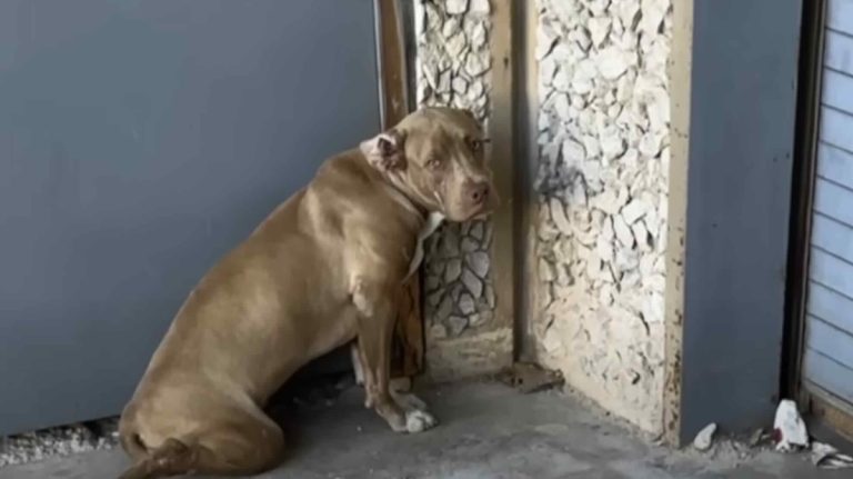 abandoned pit bull with broken pelvis rescued