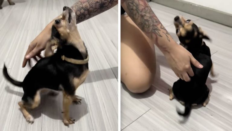 Torvy the chihuhaua on TikTok