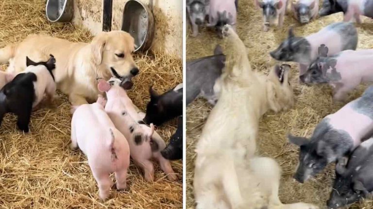 dog loves hanging out with piglets