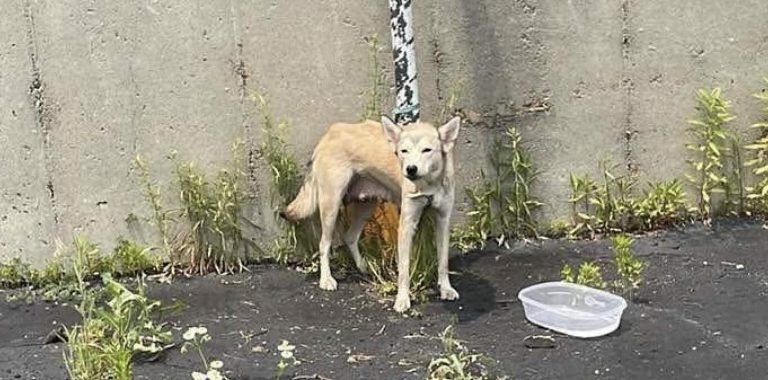 dog found left on side of highway