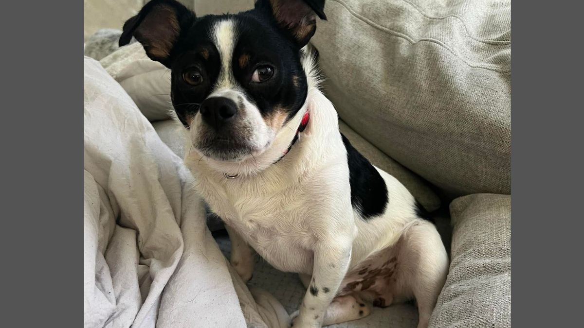 Rescue Describes Dog as a 'Sentient Middle Finger'—the Internet Falls ...