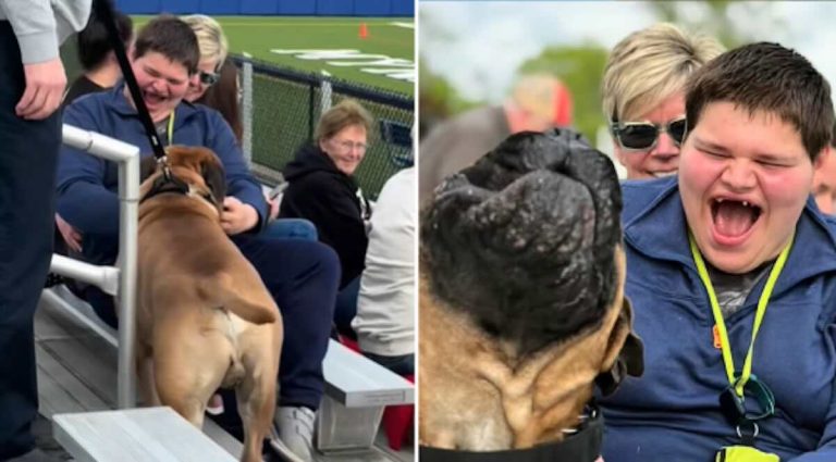Bud the Bull Mastiff says hello to teen.
