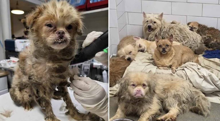 dogs rescued from hoarder's home in Brooklyn