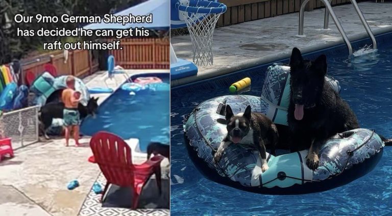 German Shepherd brings floatie in and out of pool