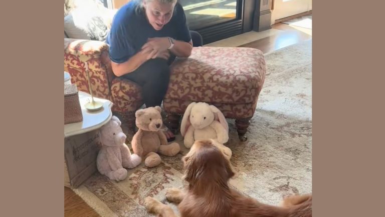 Golden Retriever Picks Out a Comfort Toy from Grandma After Injury — Melts Millions of Hearts