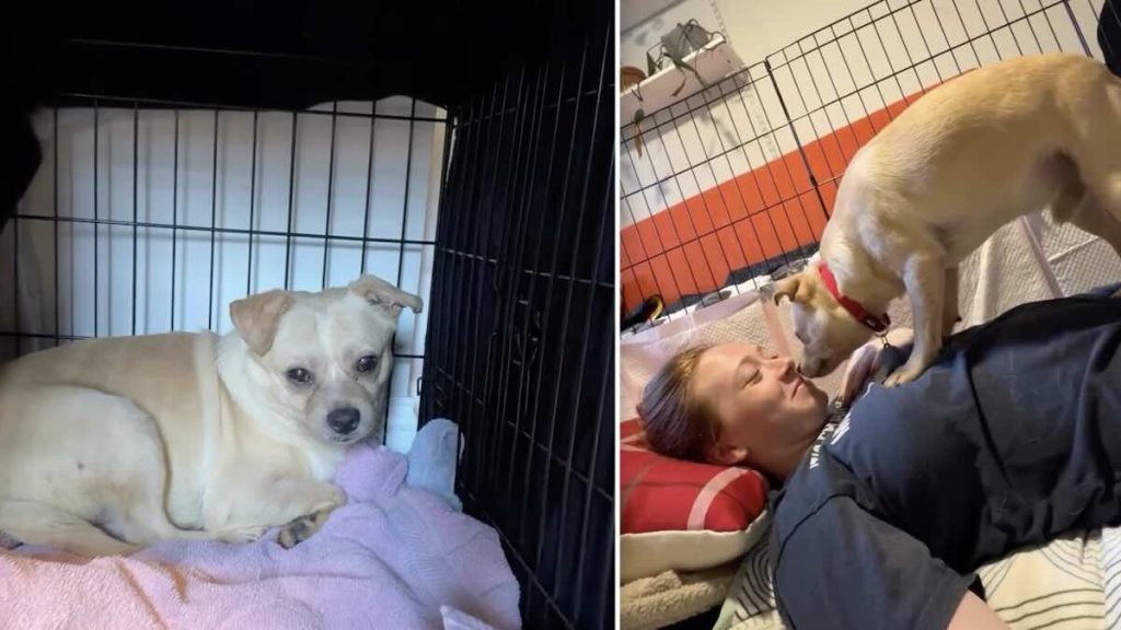 Capy, dog rescued from hoarder, learning to love