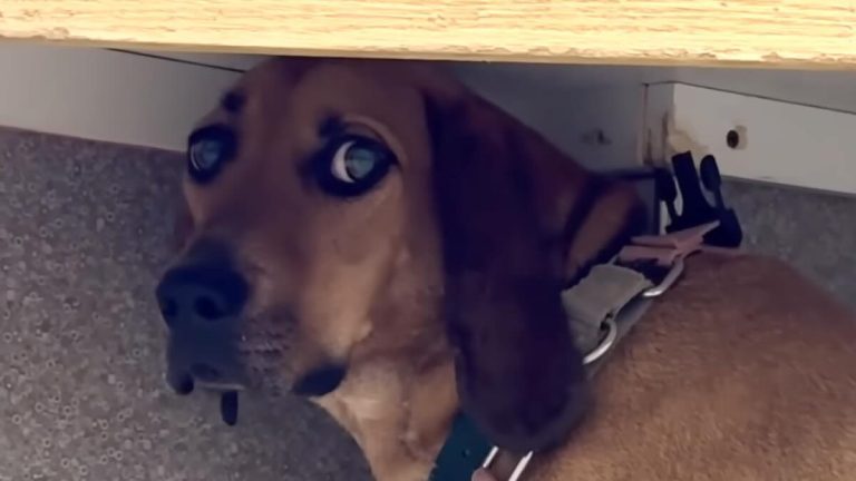 dog faces corner until she learns to open up