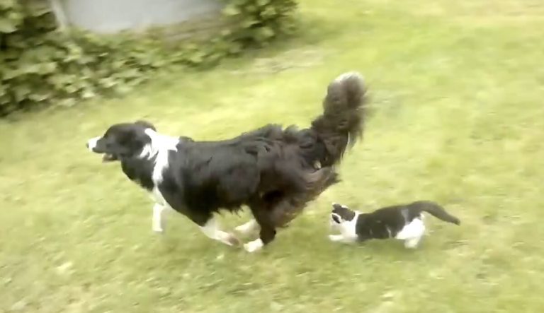 Cat plays with Border Collie