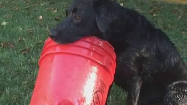 Happy Labrador Retriever Loves His Red Bucket (VIDEO)