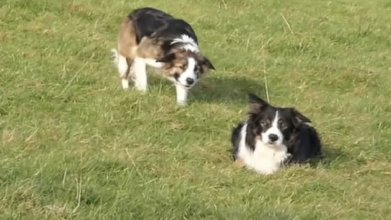 Border Collies Make Their Own Fun When Not Herding Sheep