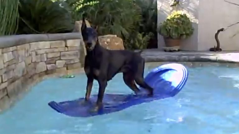 Cooper the Doberman Pinscher in pool