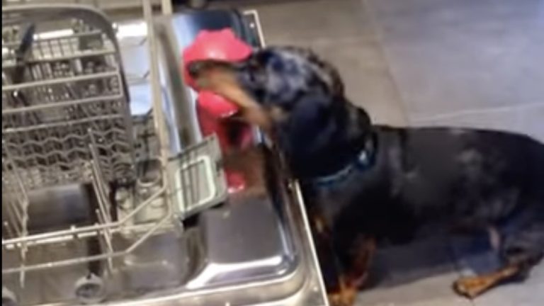 dachshund wants her toy washed