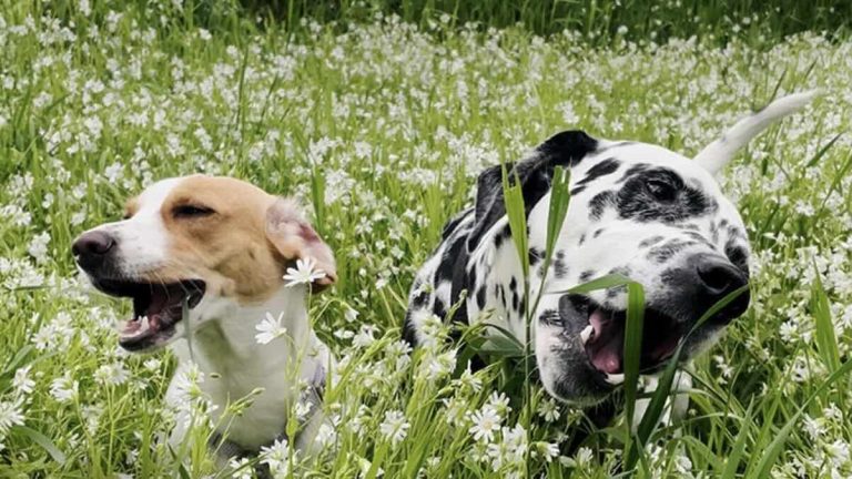 Rescued Beagle Couldn’t Stop Shaking Until Special Dog Stepped In to Help