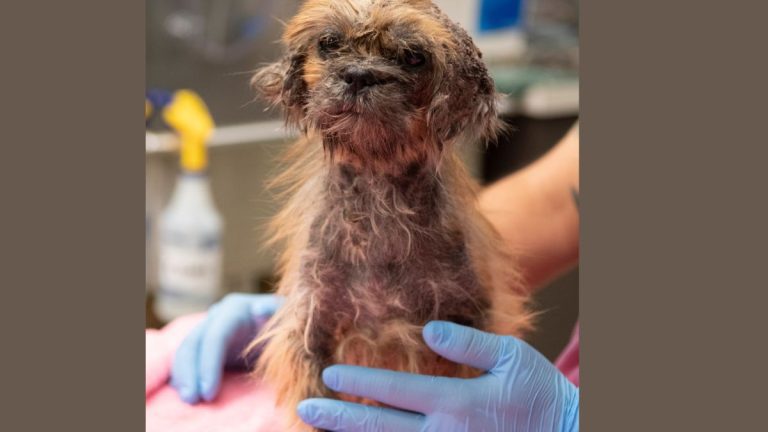 Adorable Sick Stray Puppy Just Wants a Foster Home Full of Firsts