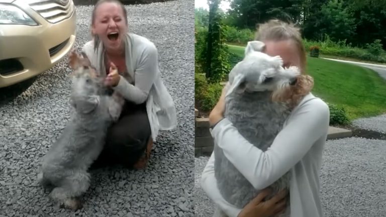 Dog Is So Overwhelmed By Joy She Passes Out