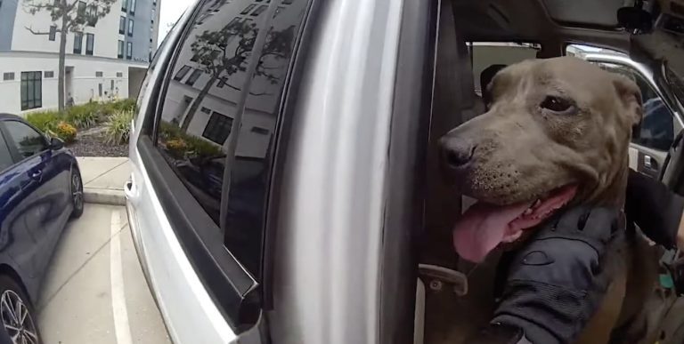 Crying Dog Overjoyed as Florida Officer Smashes Window to Save Her From Hot Car