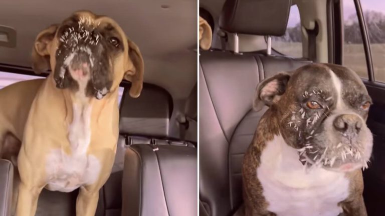 dogs encounter porcupine