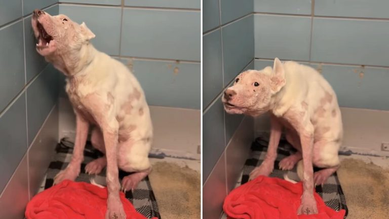 Fearful dog in shelter approached