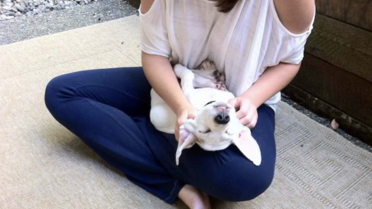 shelter dog on first day home