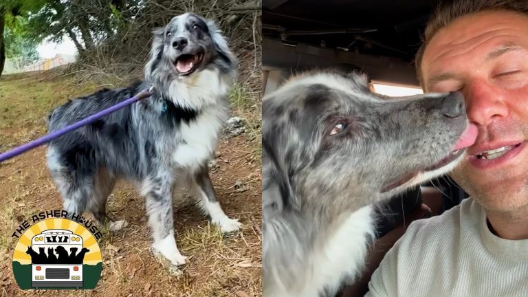 Frankie aka Kevin the Aussie Shepherd rescued