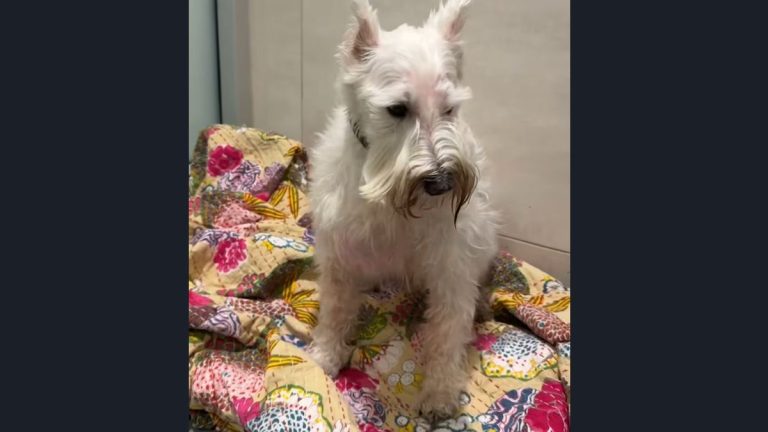 Senior Dog Dumped at Shelter Due to Dental Issues Now Getting Spoiled Rotten