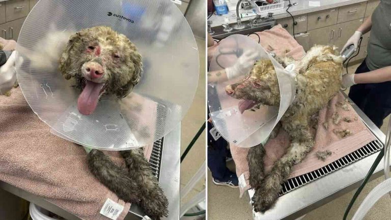 guapo rescued after surviving transport fire