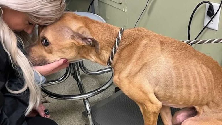Starving Pup Blossoming Into a Snuggly Soul in Foster Home