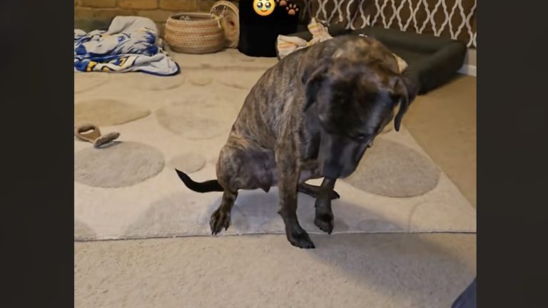 nervous foster dog tries dog bed for first time