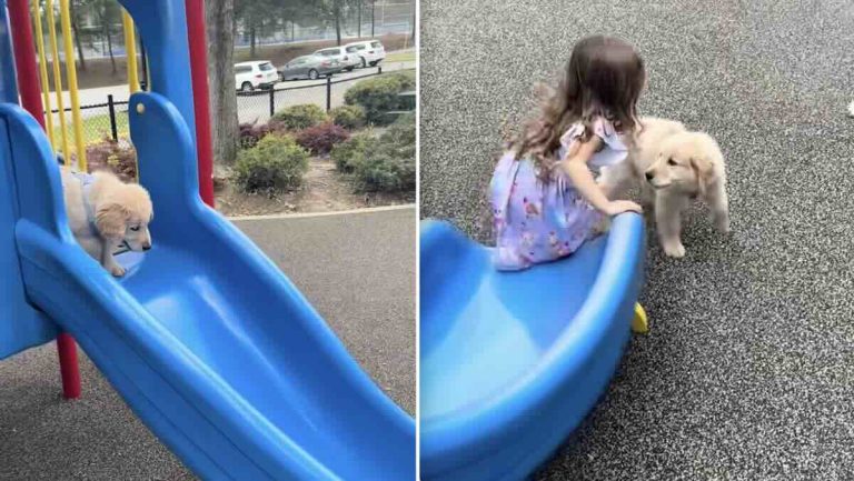 puppy on slide