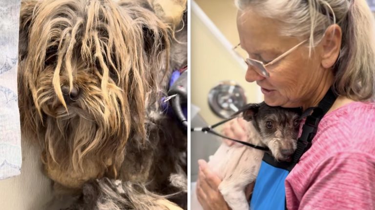 165 Dogs Rescued from Horrific Conditions—Now on the Road to Healing