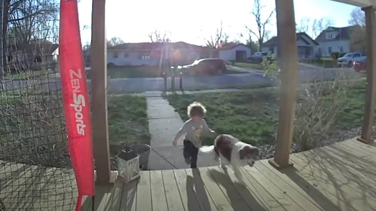 boy returns neighbor's dog home