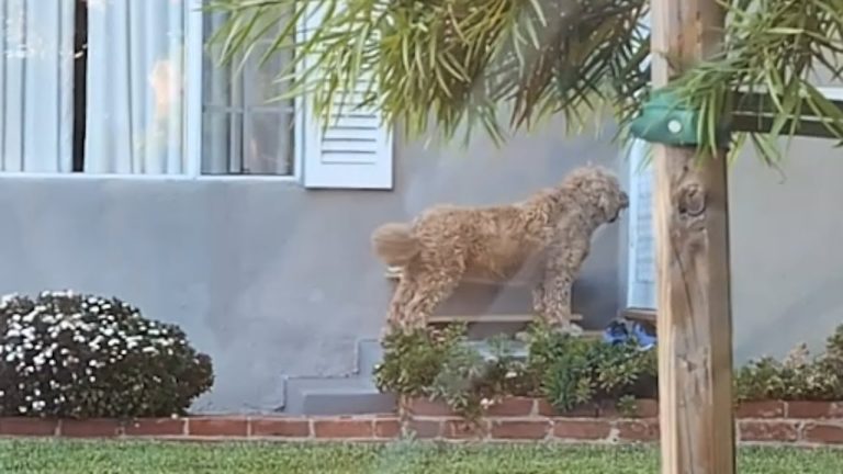 Dog ‘Adopts’ New Neighbors and They Couldn’t Be Happier About It