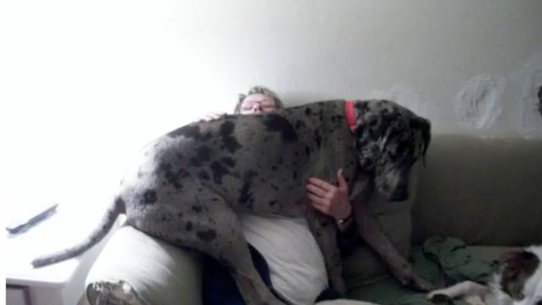 Sweet Great Dane Thinks She is a Lap Dog (VIDEO)