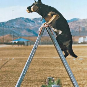 Schutzhund: Theory and Training Methods