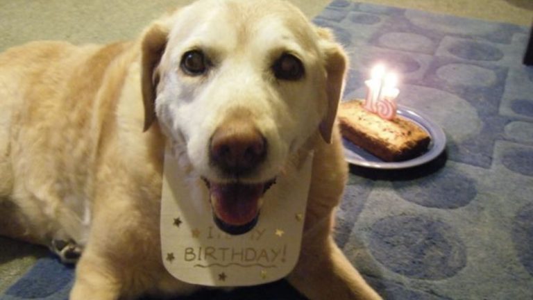 senior dogs birthdays