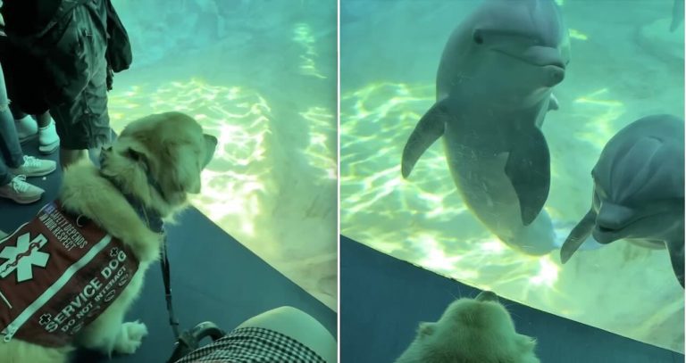 service dog meets dolphins