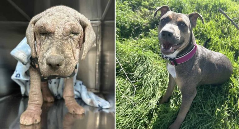 seriously ill pup, Violet, transformed