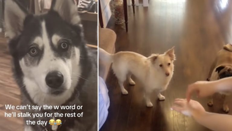dogs react to going on walk