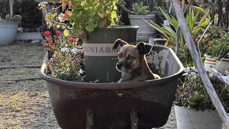 dog hides in wheelbarrow