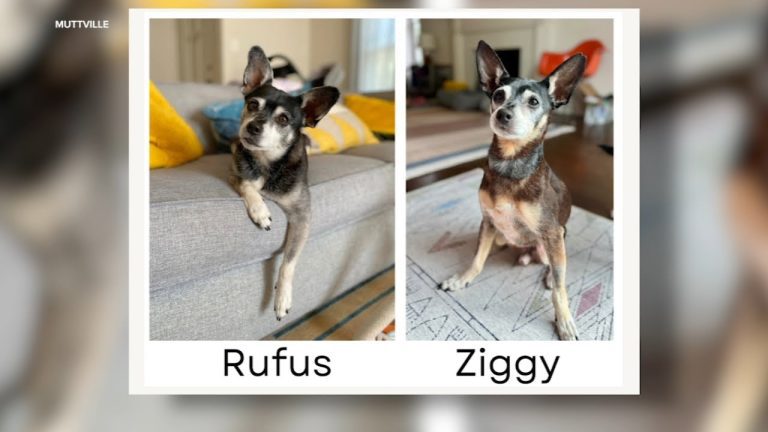 Grieving Family Adopts New Dog—Then Learns He is Their Late Dog’s Father