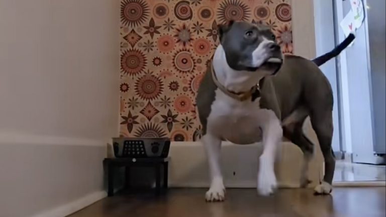 bait dog's cute dinner routine