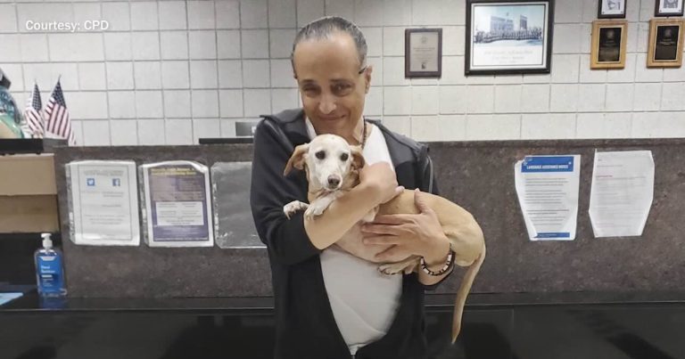 stolen elderly dog reunites with blind dad