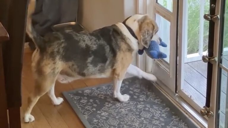 neighbor's beagle steals toy
