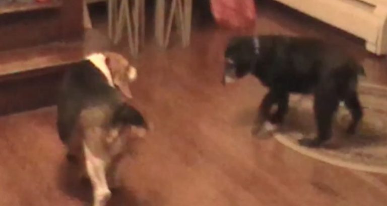 beagle steals treat