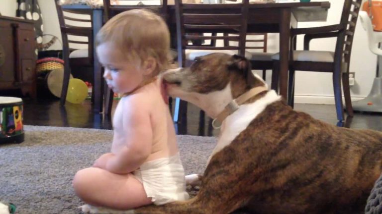 Dog Loves Baby Like She is Her Own Puppy (VIDEO)