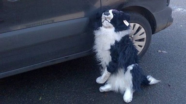 Animal Rescuer Rushes to Save ‘Injured Dog’ Only to Discover a Stuffed Toy